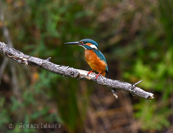 Common Kingfisher