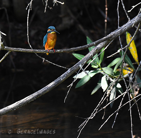 Common Kingfisher