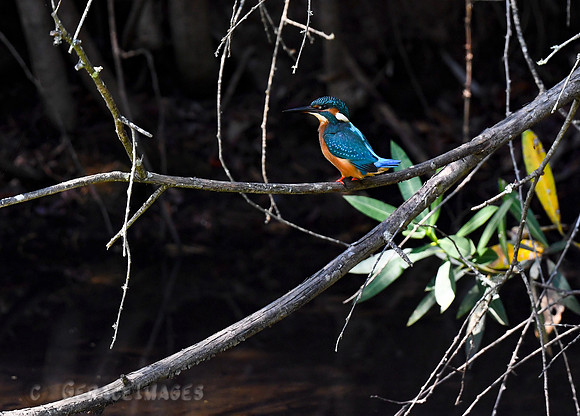 Common Kingfisher