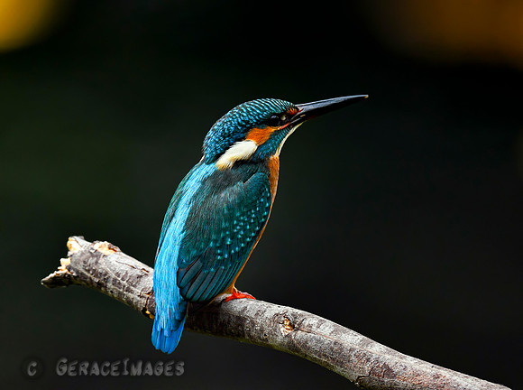 Common Kingfisher
