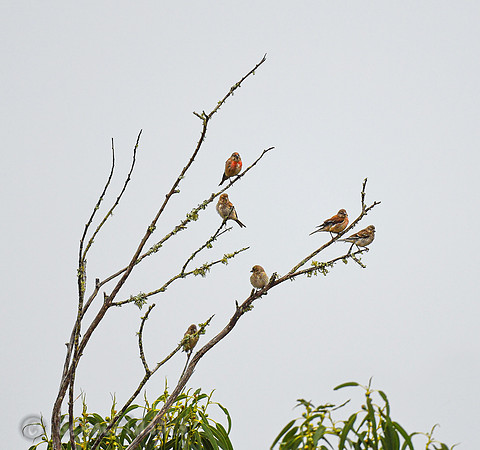 Linnets