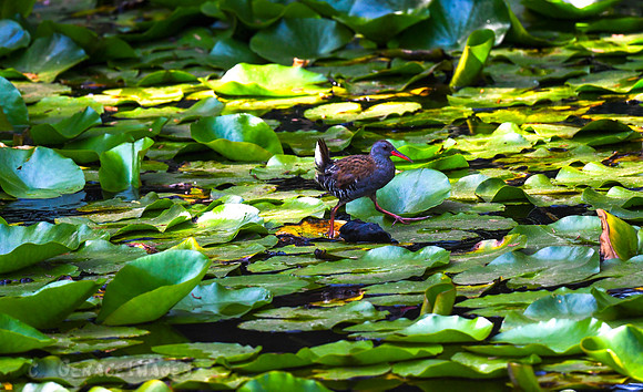 Water Rail
