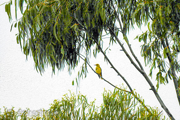 Painted Golden Oriole