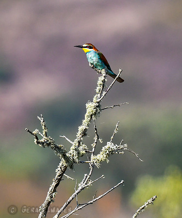 Bee-eater