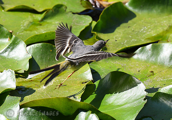 Grey Wagtail