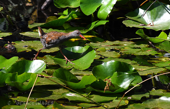 Water Rail