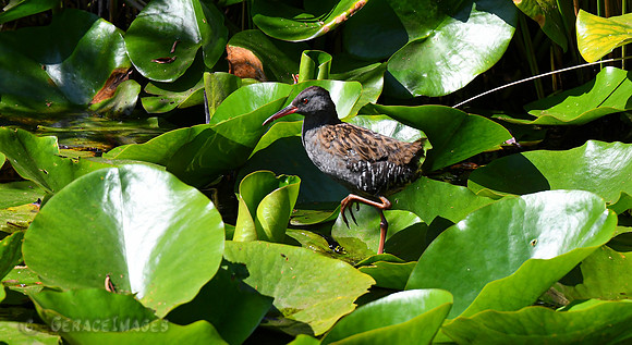 Juvenile Water Rail