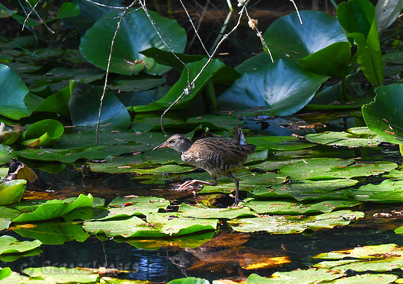 Juvenile Water Rail