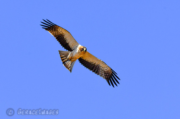 Booted Eagle