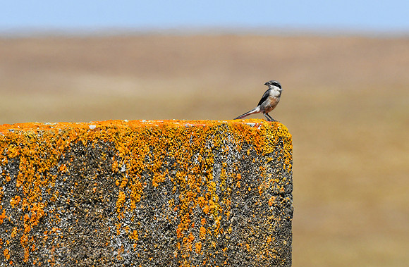 Iberian Grey Shrike