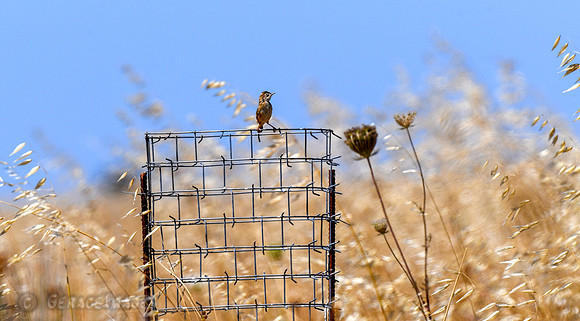 Zitting Cisticola