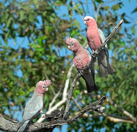 Galah