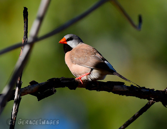 Long-tailed Finch
