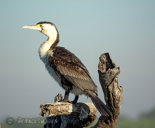 Australian Pied Cormorant
