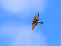 Bee Eater, Lagos