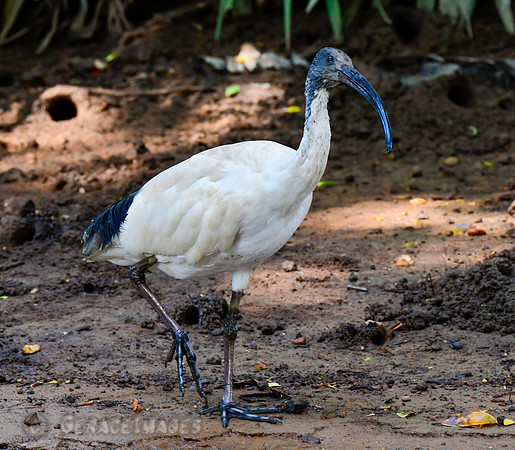 White Ibis