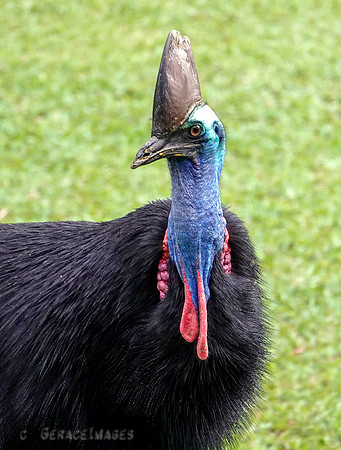 Cassowary