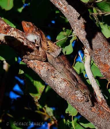 Frilled Dragon Lizard. This was used as inspiration for a dinosaur in Jurasic Park ...