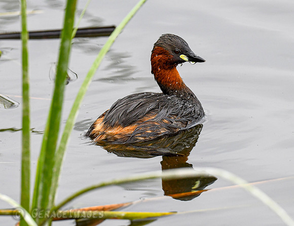 Little Grebe