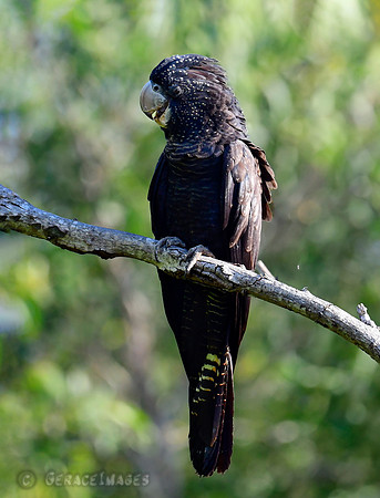 Female Red-tailed Black Cockatoo
