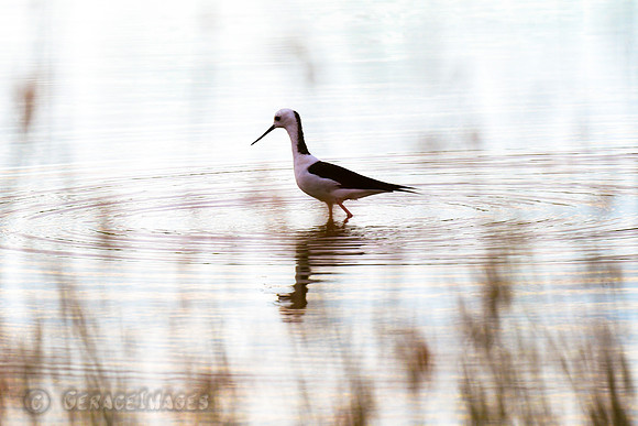 Pied Stilt