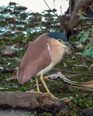 Nankeen Night-Heron