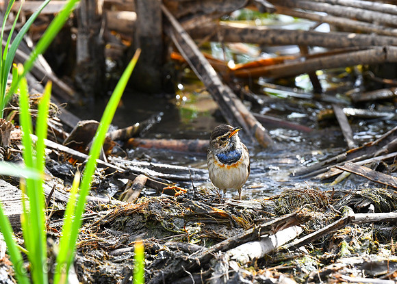 Bluethroat