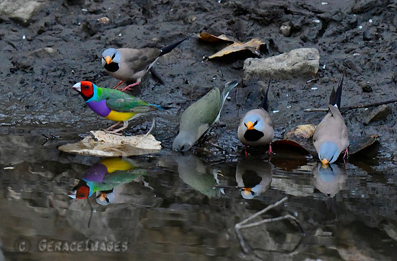 Gouldian Finches and Long-tailed Finches