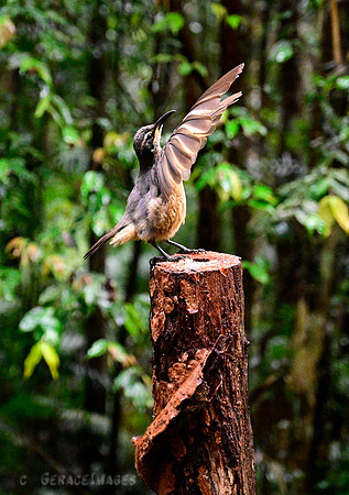 Junior male Victoria's Riflebird practicing.