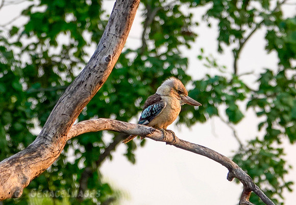Kookaburra