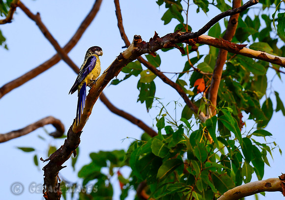 Northern Rosella