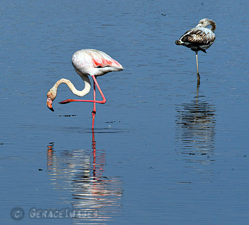 Greater Flamingos