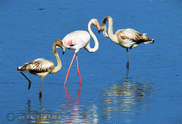 Greater Flamingos