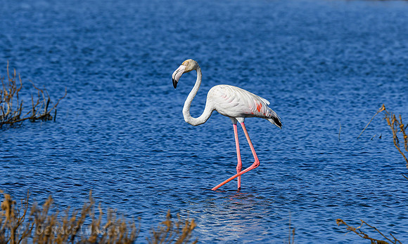 Greater Flamingo
