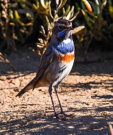 White-spotted Bluethroat
