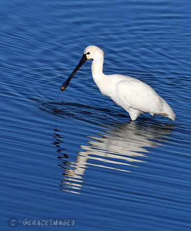 Spoonbill