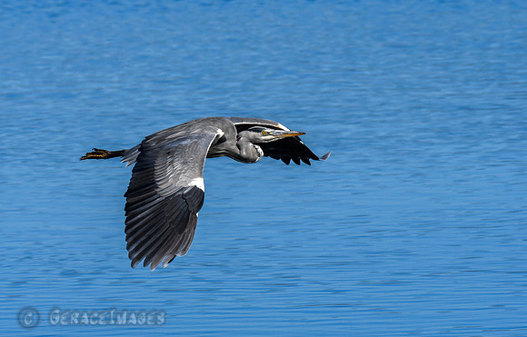 Grey Heron