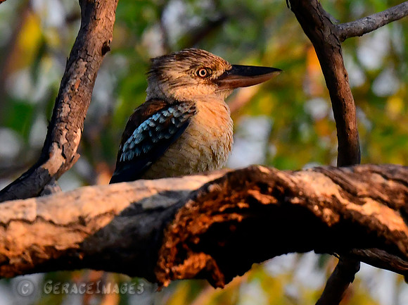 Blue-winged Kookaburra