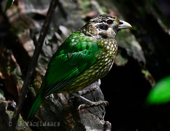 Spotted Catbird