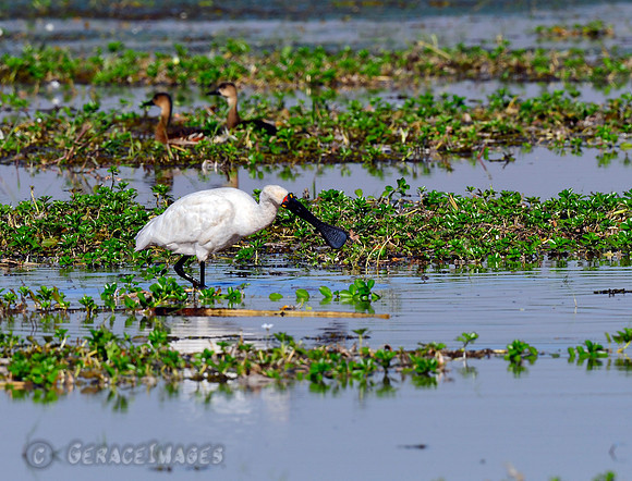 Royal Spoonbill