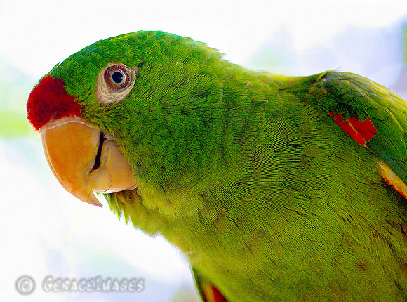 **see more in the Parrots gallery**