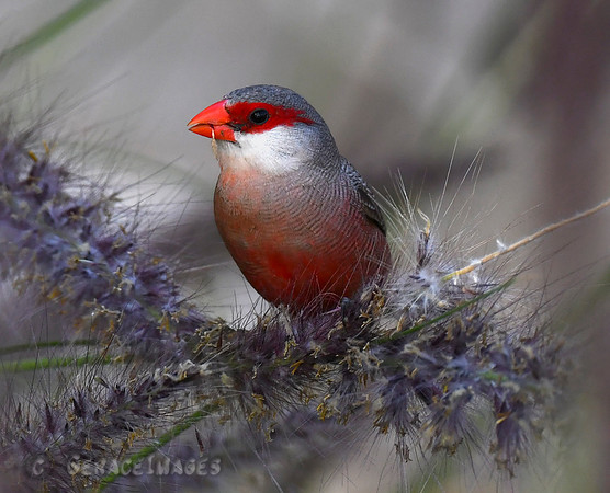 Common Waxbill *See more birds in my Birds of Lagos & Surrounding Areas Gallery.