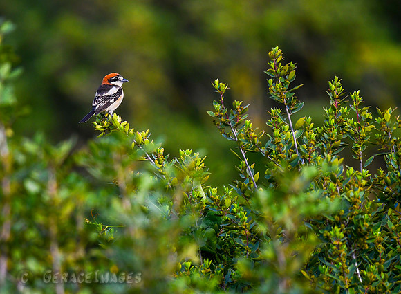 Woodchat Shrike