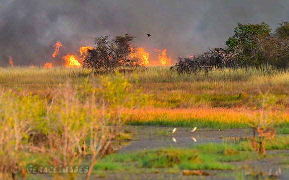 Controlled fires, Kakadu. We saw many Black Kites flying over waiting to capture fleeing creatures.