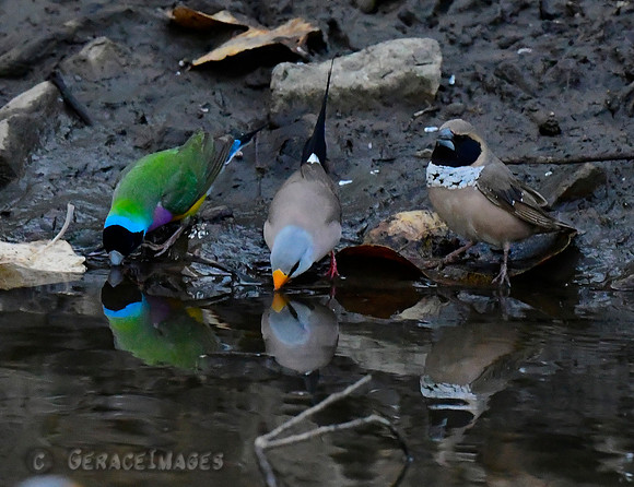 Gouldian, Long-tailed, & Pictorella Manikin