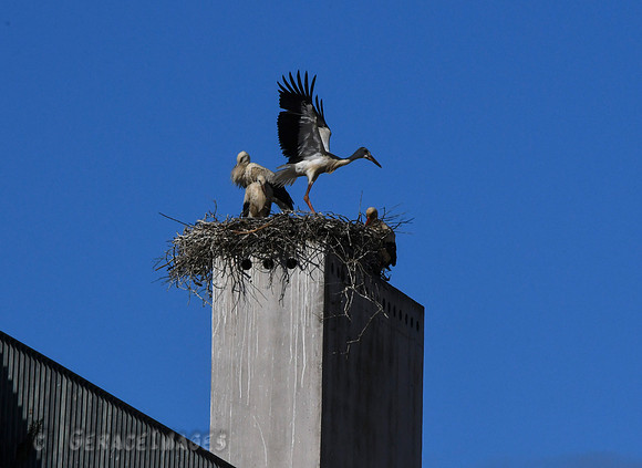 Storks