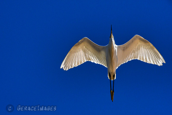 Stork