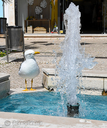 Seagull