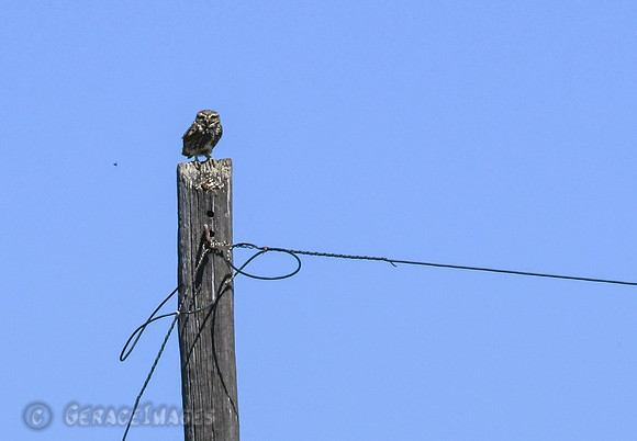 Little Owl