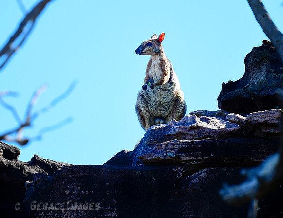 Rock Wallaby